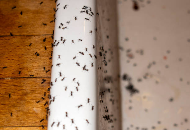 Best Wasp Removal Services  in Santa Ana, CA