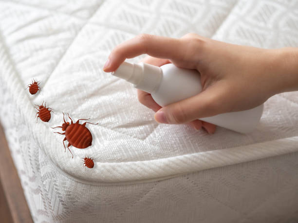 Best Flea Control Services  in Santa Ana, CA