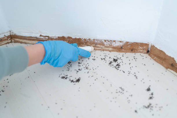 Best Pest Prevention Services  in Santa Ana, CA